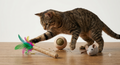 Cat Toy
